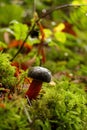 Zeller`s Bolete, Battle Ground Lake, Lewisville, WA, USA Royalty Free Stock Photo